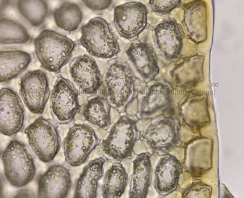 Mylia anomala